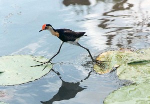 Jacana