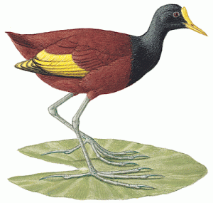 Jacana