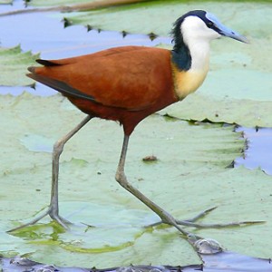 Jacana