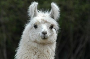 Lama