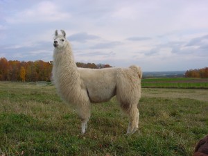 Lama