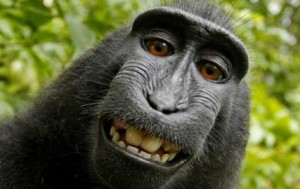 Macaque