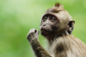 Macaque