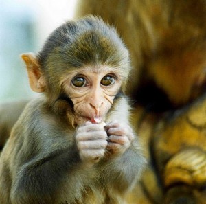 Macaque
