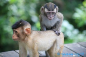 Macaque