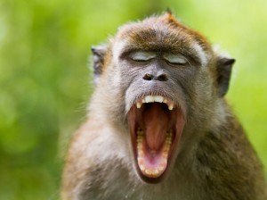 Macaque