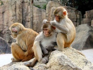 Macaque