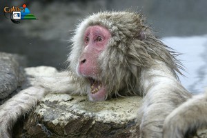 Macaque