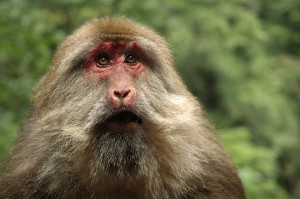 Macaque