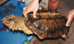 Matamata