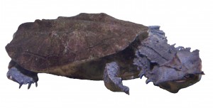 Matamata