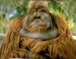 Orang-outan