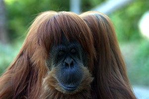 Orang-outan