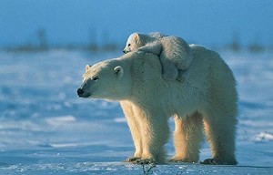 Ours blanc