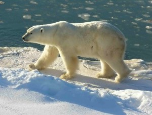 Ours blanc