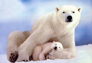 Ours blanc