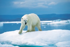 Ours blanc