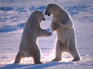 Ours blanc