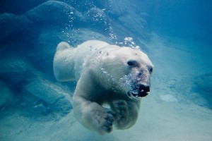 Ours blanc