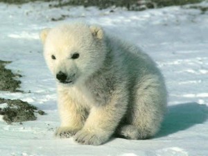 Ours blanc