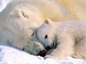 Ours blanc