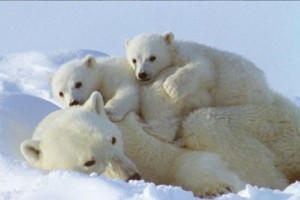 Ours blanc