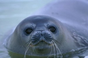 Phoque