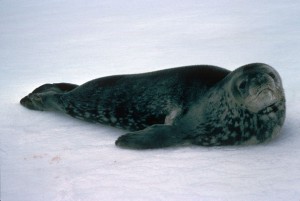 Phoque