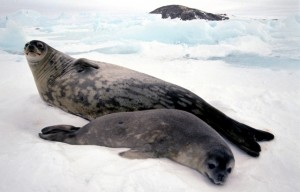 Phoque