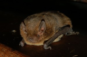 Pipistrelle soprane