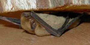 Pipistrelle soprane