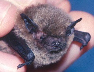 Pipistrelle soprane