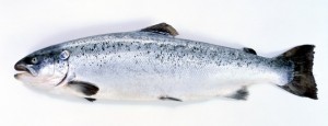 Saumon