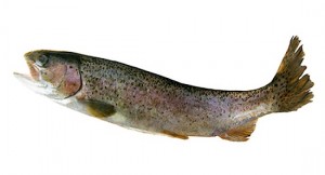 Saumon