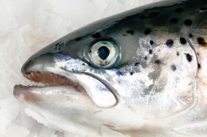 Saumon