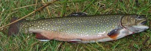 Saumon de fontaine