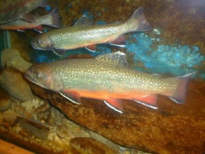 Saumon de fontaine
