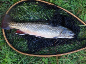 Saumon de fontaine