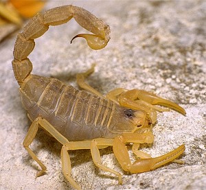 Scorpion languedocien