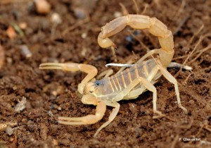 Scorpion languedocien