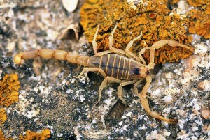 Scorpion languedocien