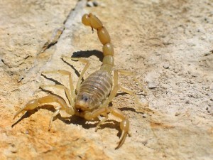 Scorpion languedocien