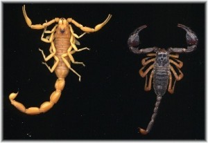 Scorpion languedocien