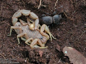 Scorpion languedocien