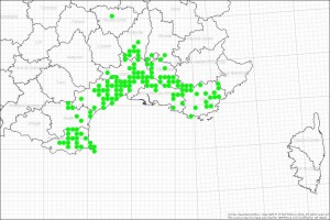 Scorpion languedocien