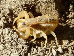 Scorpion languedocien