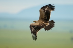 Aigle ravisseur