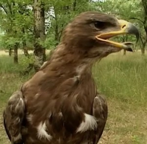 Aigle ravisseur