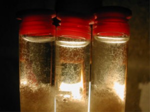 Anguillule du vinaigre