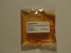 Anguillule du vinaigre